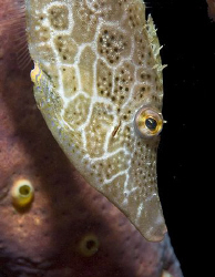 A little Slender Filefish from Bonaire. by Jim Chambers 